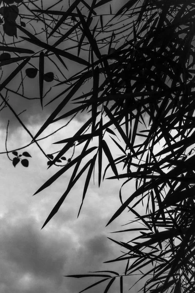 Silhouette Plantes Bambou Dans Une Journée Nuageuse — Photo