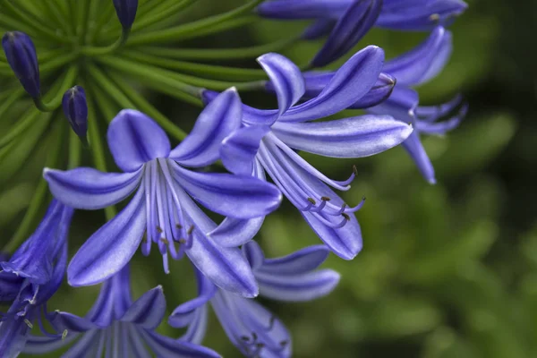 Agapanthus purple cloud, African lily