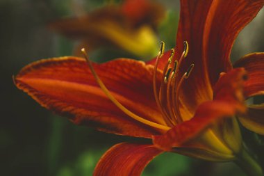 Red tiger lily flower closeup