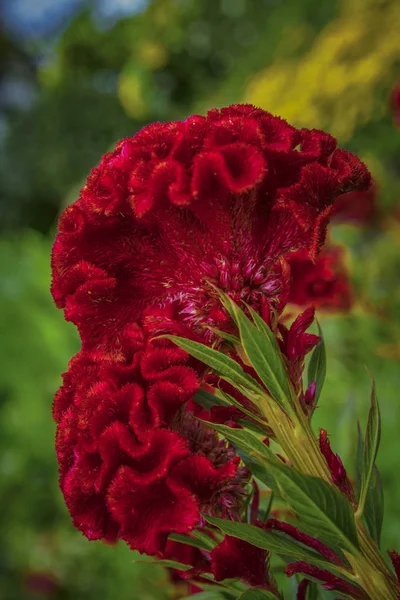 Mooie Rode Celosia Argentea Cristata Bloemen — Stockfoto