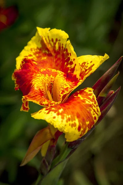 Canna Indica Žlutá Červená Barva Květu — Stock fotografie