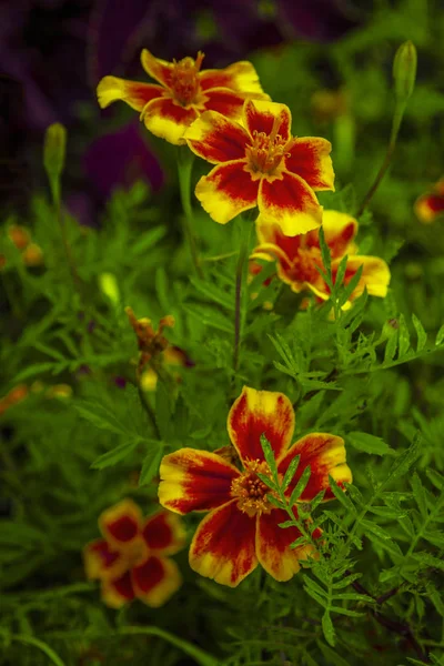 Signet Květy Měsíčku Tagetes Tenuifolia Květiny — Stock fotografie