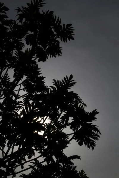 Une Silhouette Arbre Détail Dans Une Image Monochrome — Photo
