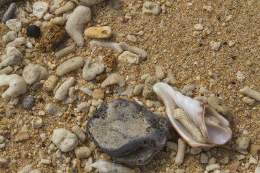 Sahilde kırık mercan