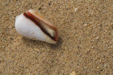 Boş bir kabuk sahilde