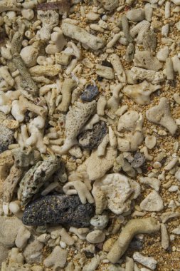 Sahilde kırık mercan