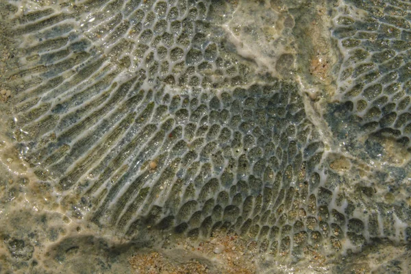 Coral Rock Beach Closeup Picture — Stock Photo, Image