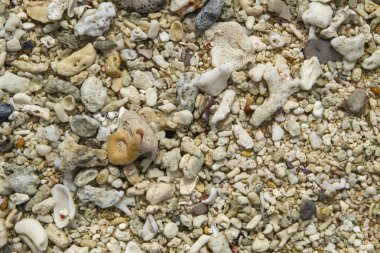 Sahilde kırık mercan