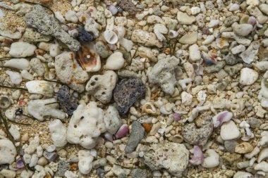 Sahilde kırık mercan