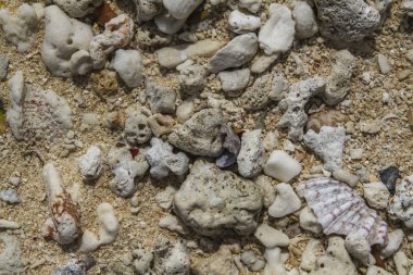 Sahilde kırık mercan