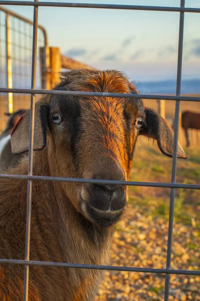 Goat Face Closeup Picture — Stock Photo, Image