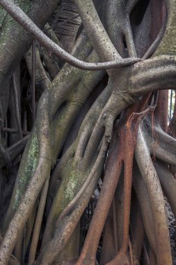 Ficus elastica çoklu hava ve buttressing kökleri yakın çekim sepya resim