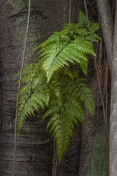 Eğreltiotu Yaprakları Ficus Elastica Ağaç Gövdesinde Büyümek — Stok fotoğraf
