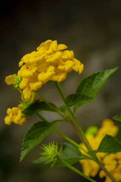 Žlutá Lantana Květiny Close — Stock fotografie