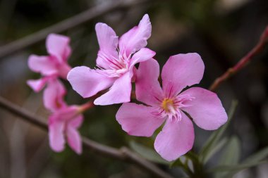 Pembe zakkum çiçekleri, nerium oleander çiçekler