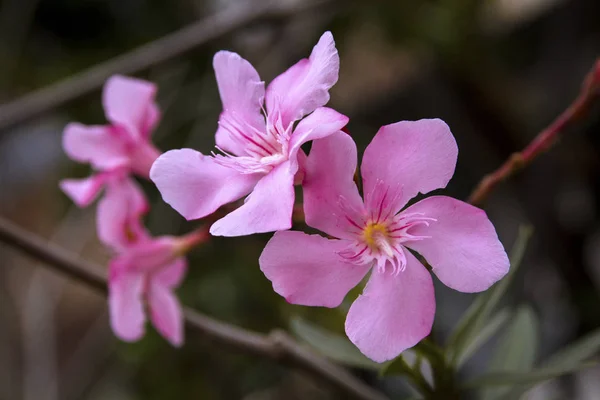 Розовые Цветы Олеандра Цветы Олеандра Нерия — стоковое фото
