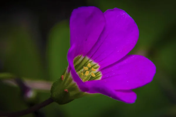 Μακρό Πυροβόλησε Όμορφα Ροζ Λουλούδια Oxalis Magnifica Στον Κήπο — Φωτογραφία Αρχείου