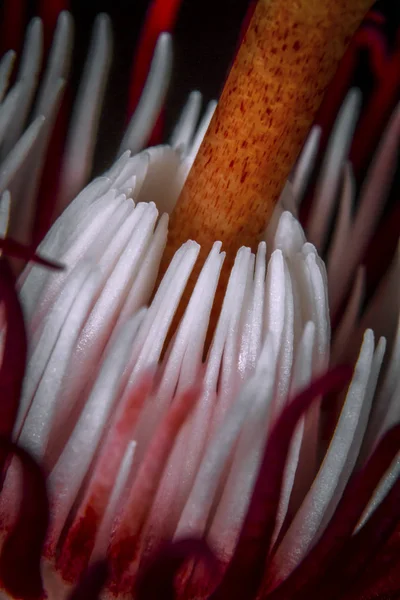 Piros Golgotavirág Passiflora Racemosa Közeli Kép — Stock Fotó