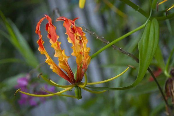 Gloriosa Rothschildiana Come Fiore Bello Unico Noto Anche Come Gigli — Foto Stock