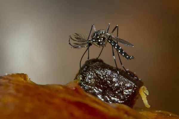 Moustique Attiré Par Goût Sucré Raisin Sur Dessus Pain Sucré — Photo