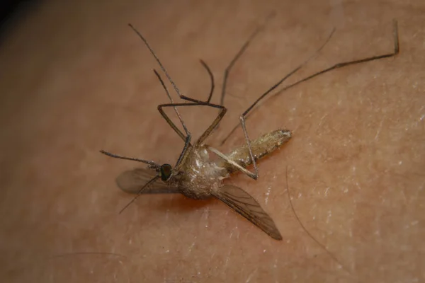 Évitez Les Moustiques Démangeaisons Irritantes Les Maladies Transmises Par Les — Photo