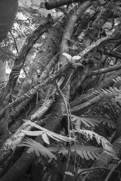 A group of plants branches in black and white