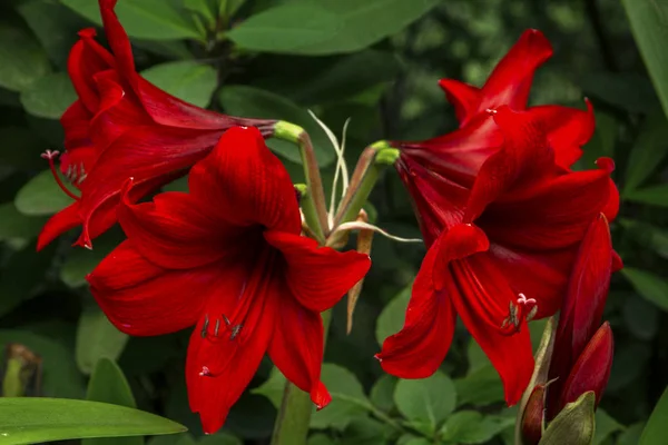 Rudá Trumpeta Lily Rudá Velikonoční Lilie — Stock fotografie