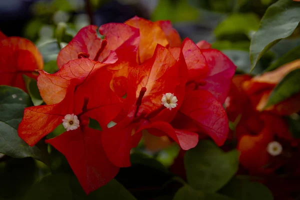 Bougainvillaea Fiore Macro Shot — Foto Stock