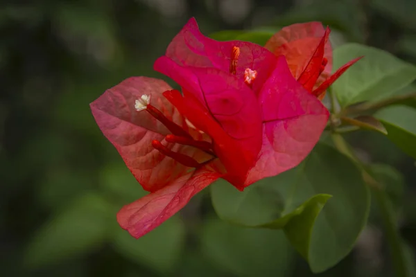 Bougainvillaea Fiore Macro Shot — Foto Stock