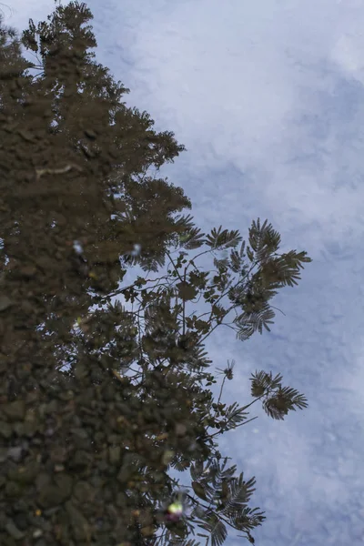 Närbild Träd Reflektion Vattnet — Stockfoto