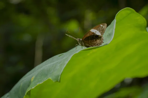 Papillon Reposant Sur Feuille — Photo