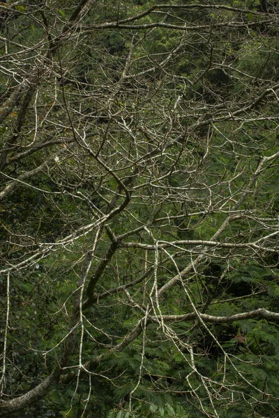 Trädgrenar Skott Från Toppen — Stockfoto