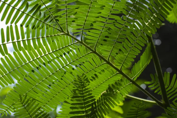 Detailní Záběr Svěží Zelené Listy Lese — Stock fotografie