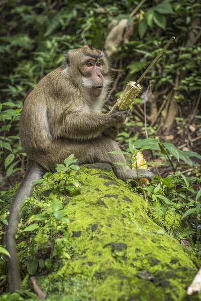 Monkey Had Leftover Corn Local Tourist — Stock Photo, Image