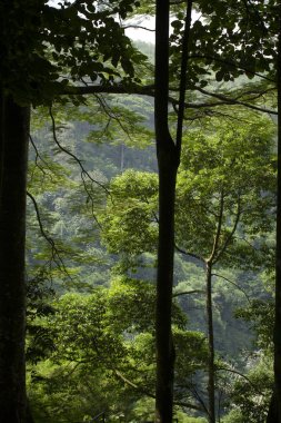 Yağmur ormanlarının doğal güzelliği.