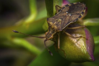 Bitkilerde makro atış kokulu hatalar