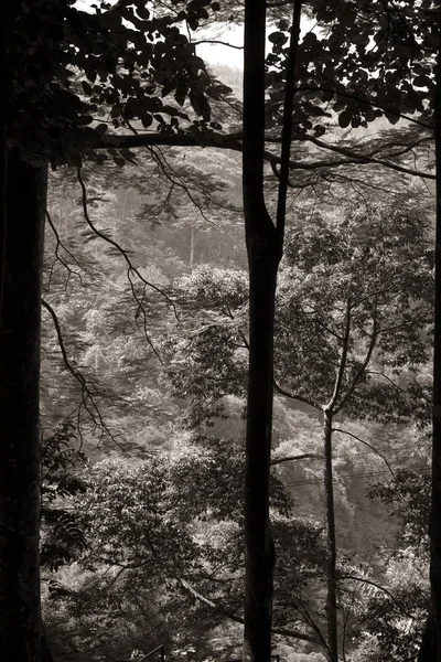 Природна Краса Вид Дощовий Ліс Тоні Сепії — стокове фото