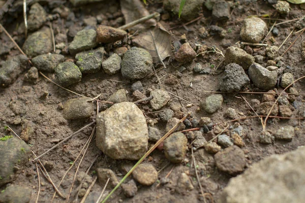 Χαλίκι Χώμα Ένα Μονοπάτι Στο Δάσος — Φωτογραφία Αρχείου
