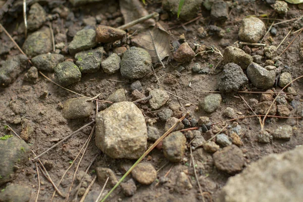 Suciedad Grava Sendero Bosque — Foto de Stock