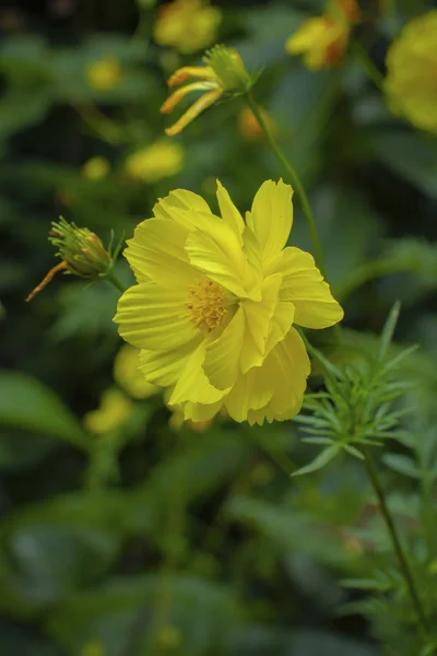 Mooie Gele Bloem Close Foto — Stockfoto