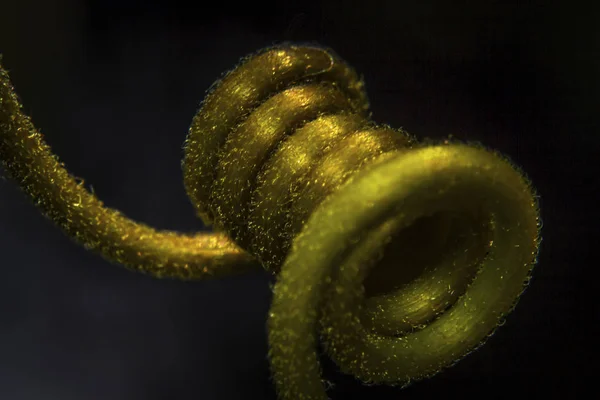 Macro Tiro Vermelho Paixão Planta Trepadeira Partes Tendril Têndria Paixão — Fotografia de Stock