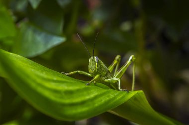 Bitki yaprağının üstünde ki çekirge kamuflajı