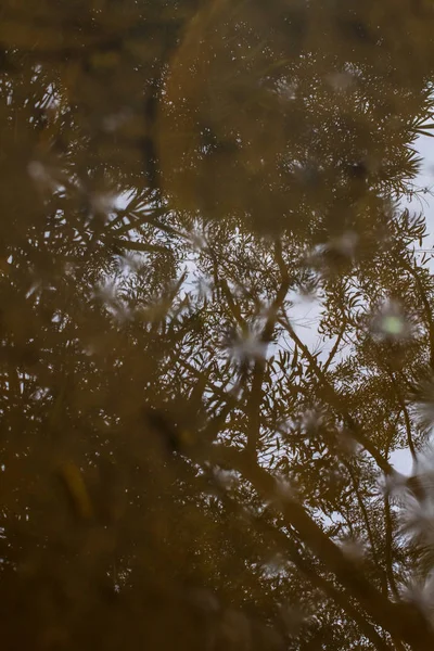 Gros Plan Sur Réflexion Des Arbres Sur Eau — Photo