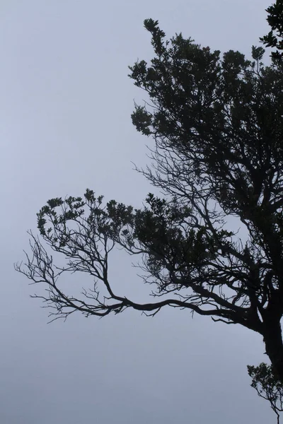 自然なユニークな木の枝のシルエット — ストック写真