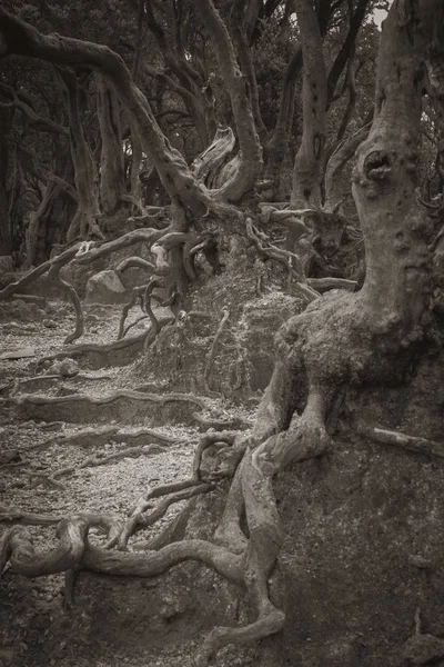 Tronco Del Árbol Tiene Una Textura Forma Únicas Color Sepia Fotos De Stock