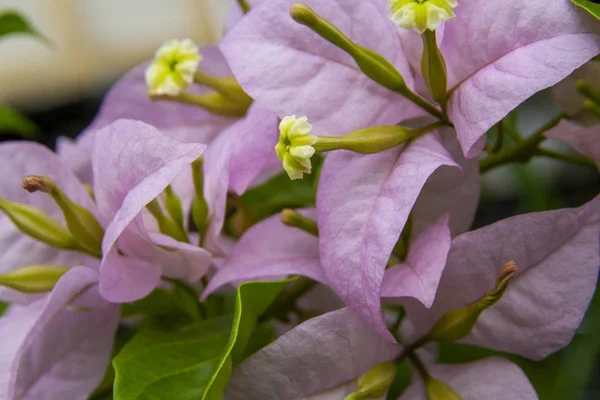Pink Purple Bougainvillaea Flower Macro Shot — Stock Photo, Image