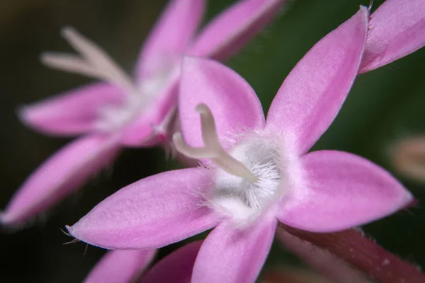 Mariposa Deep Pink Pentas Lanceolata Flores — Foto de Stock