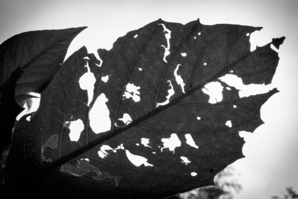 损坏叶子 许多孔和切割表面 — 图库照片