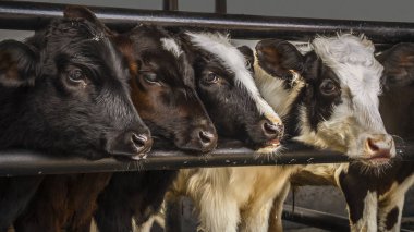 Süt çiftliğindeki buzağılar