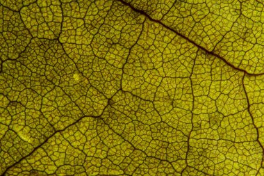 Makro bir kuru yaprak doku vurdu